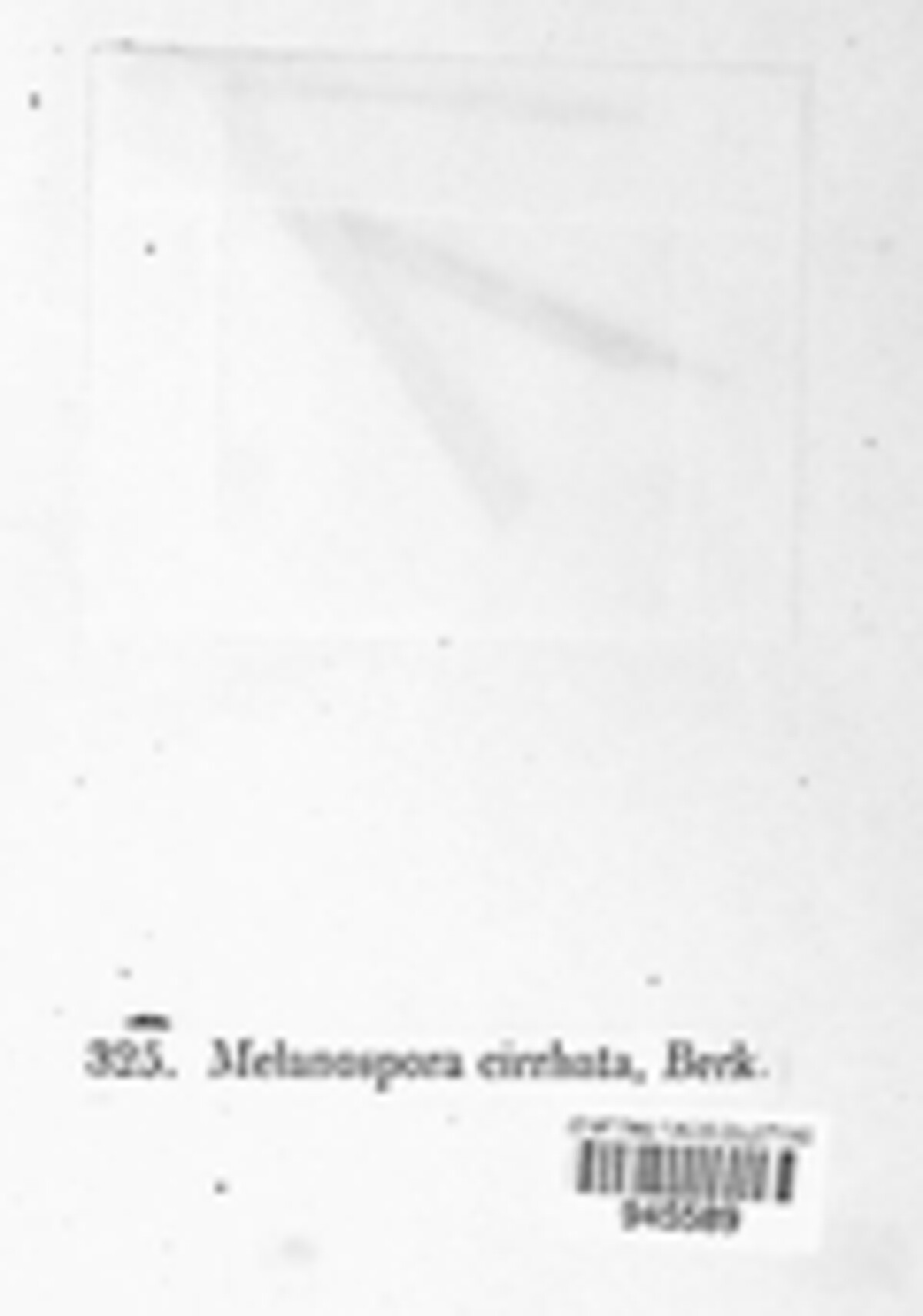 Melanospora cirrhata image